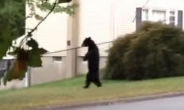 [영상]두 발로 서서 걷는 곰, 무슨 사연이?