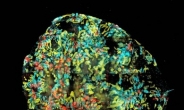 줄기세포로 미니 인간 신장 만들었다…호주 연구진 개가