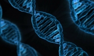 수명 제한하는 유전자 발견…없애면 수명 1.6배 늘린다