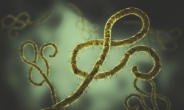 <나라밖> 에볼라 바이러스, 정자 속에서 9개월까지 생존