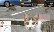 고양이의 눈으로 본 거리의 모습은?…‘캣 스트리트 뷰’ 등장