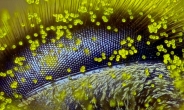 현미경 속 신비로운 세상…‘작은 사진 콘테스트’ 수상작 10선