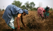 인도 경제성장의 최대위협은 기후변화