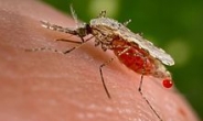 <나라밖>말라리아 옮기지 않는 모기 탄생
