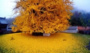 자연이 창조한 황금 카페트…‘1400년 은행나무’의 신비