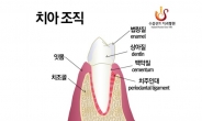 풍치(치주염), 치료시기 늦으면 전체 치아상실 가능성 있다.