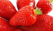 [리얼푸드] 봄 과일이라고? …딸기는 1월이 가장 맛있다
