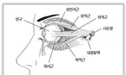 눈피로, 시력저하, 노안, 이것 하나면 끝