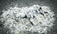 기후변화로 비참한 죽음을 맞이한 북극곰