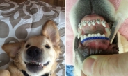 ‘치아교정기’ 낀 강아지…무슨 사연?