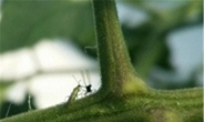 토마토 해충, 천적 곤충으로 막는다…충남도 농기원, 가루이류ㆍ작은뿌리파리 방제에 담배장님노린재ㆍ마일즈응애 효과 밝혀