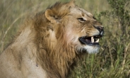 남아공 국립공원서 사자 탈출…사흘째 못찾아, 소 한마리 죽여