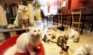 ‘동물 카페’ 일본에서 인기