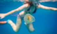 해파리 몸 속의 물고기…100만번에 한번 찍힐 희귀한 샷