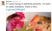 빌 게이츠가 아프리카에 닭 10만마리 보내는 이유는?