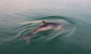 ‘멸종위기종’ 밍크고래 인천 앞바다서 죽은 채 발견