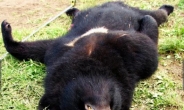 죽순 캐러간 주민 4명 실종…반달곰 몸속에서 신체발견