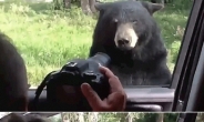 [영상] 실제상황, ‘곰이 차 문을 열었다’…혼비백산