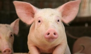 청정지역 제주서 돼지콜레라 발생…1300마리 살처분