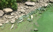 4대강 녹조, 식수 위협? “낙동강, 초록색 물감처럼…”