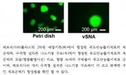 GIST, 유도만능줄기세포 대용량 배양 가능성 열어