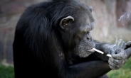 해외서 난리난 ‘담배 피우는’ 평양동물원 침팬지
