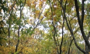 [가을 성큼, 건강 지키기③] 쯔쯔가무시, 가을에 90% 발생