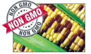 [뜨거운 감자 'GMO' ③] GMO 비약적 성장세 이젠 식물은  식량이상의 가치