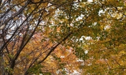 [헤럴드포토]단풍과 함께 깊어가는 가을