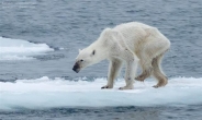 북극곰은 ‘기후난민’