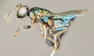 곤충 몸 뚫고 나오는 ‘에일리언 말벌’ 발견