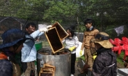 대전시, ‘꿀벌과 사람의 달콤한 동행’ 체험행사 개최
