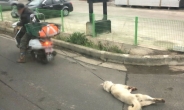 오토바이에 개를 질질…시민단체 동물학대 혐의로 고발