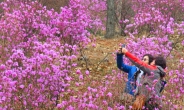 부천 원미산 벌써 분홍 진달래 만개…8일부터 3대 봄꽃축제