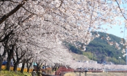 동의보감 산청의 벚꽃 활짝, 황매산 철쭉은 4월하순