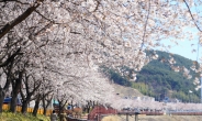 ‘핑크빛 봄’ 맞은 서울…11일 벚꽃 만발