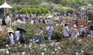 울산대공원, 28일까지 국내최대 규모 ’장미축제’