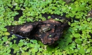 멸종위기 2급 ‘금개구리’ 궁동생태공원에 복원 성공