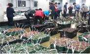 인천 꽃게 어획량 ‘회복’… 작년 대비 180% 증가
