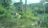 서울대공원 “시베리아 호랑이, 백두대간수목원 보낸다”