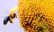 [헤럴드포토] ‘바쁘게 날아다니는 꿀벌‘