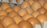 ‘살충제 달걀’ 최소 16만개 시중 유통…피프로닐 성분 사용 이미 열흘이나 지나