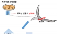 꼬마선충 ‘댄스 유전자’가 푼 진화 비밀