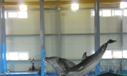 장생포 새끼 돌고래 100일…장수기원, 이름은 ‘고장수’로