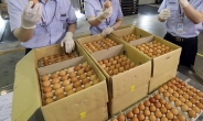 유통업자 배만 불린 ‘朴정부’ 계란 수입 정책