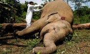 멸종위기 수마트라 코끼리…먹이 찾아 민가 내려왔다가 감전사