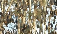 폭염에 산채로 익었다…호주 박쥐들 또 수천 마리 몰사
