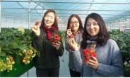 서울시 “딸기 3500포기 수확할 복지시설 모집”