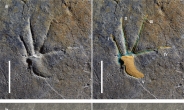 경남 하동서 1억1000만년전 도마뱀 발자국 발견