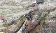 남도에 봄바람 ‘살랑’…광양 매화축제 3월 17일 ‘활짝’